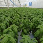 WhatsApp Image 2025-10-14 at 4.22.38 PM